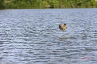 Cjp_2008_07_20_105013 (1).jpg